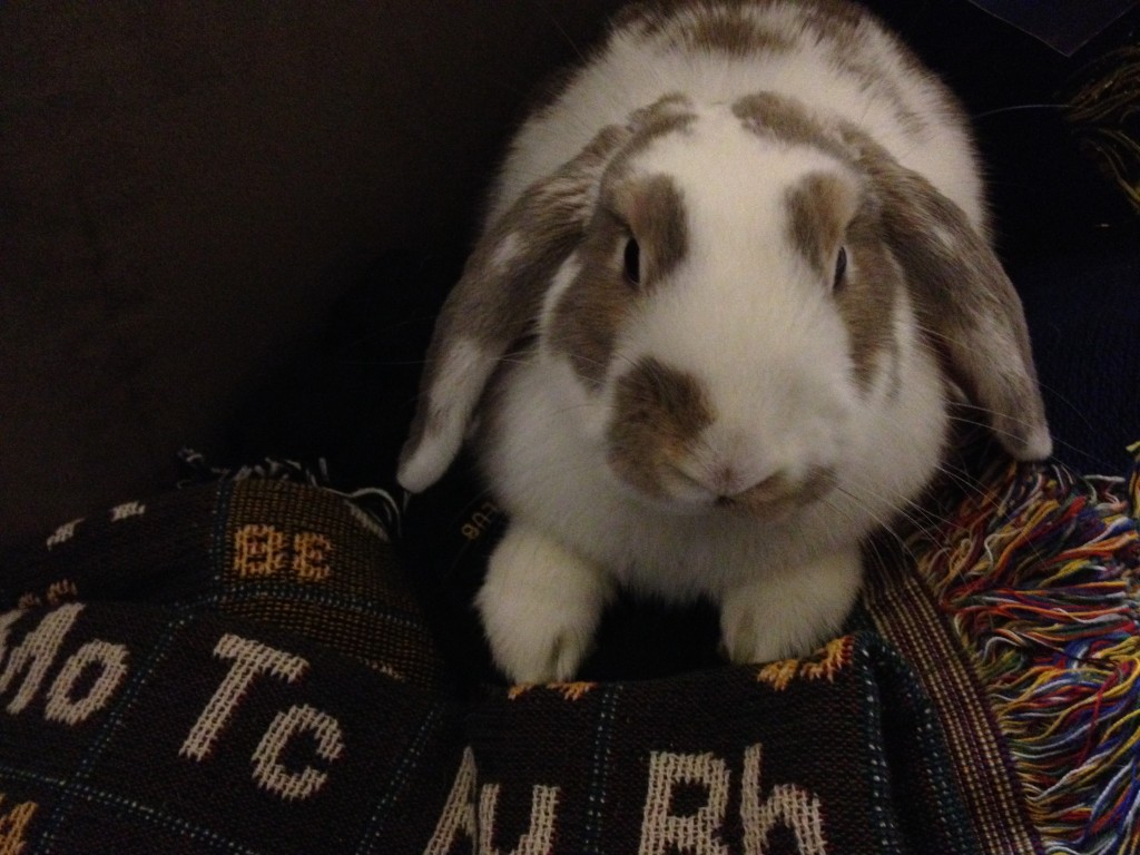 Sneakers the Chemistry Bunny